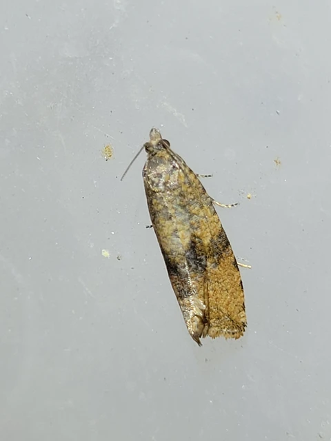 Celypha striana - pitypangfúró tükrösmoly