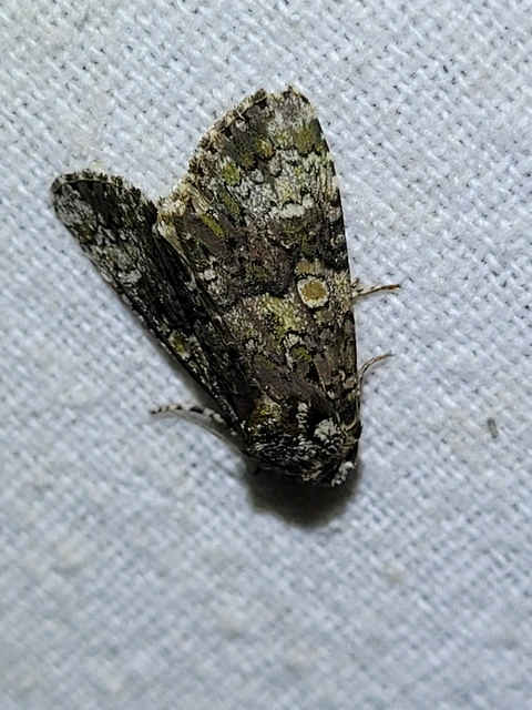 Craniophora ligustri - fagyalbagoly