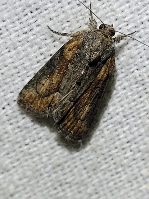 Bryophila raptricula/felina