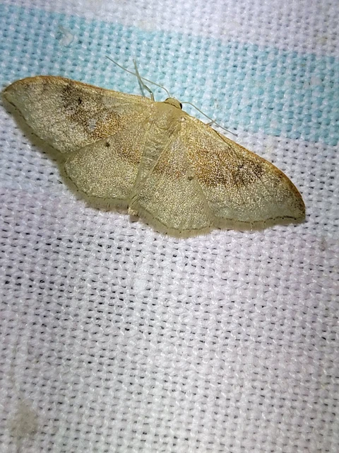 Idaea degeneraria - barnasávos araszoló