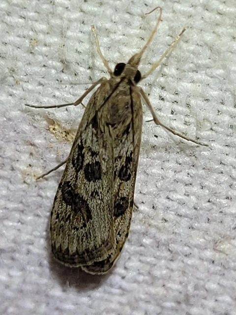 Nomophila noctuella - közönséges vándormoly