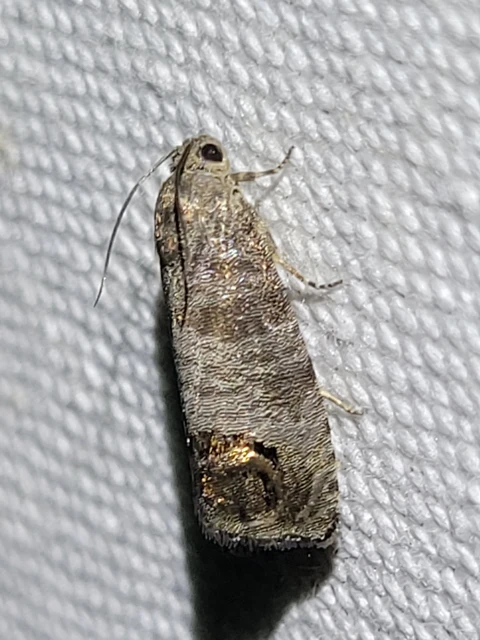 Cydia pomonella - almamoly
