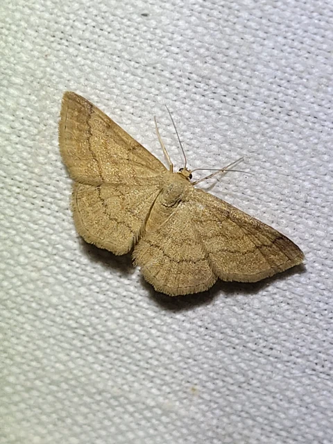 Scopula rubiginata - réti pirosaraszoló