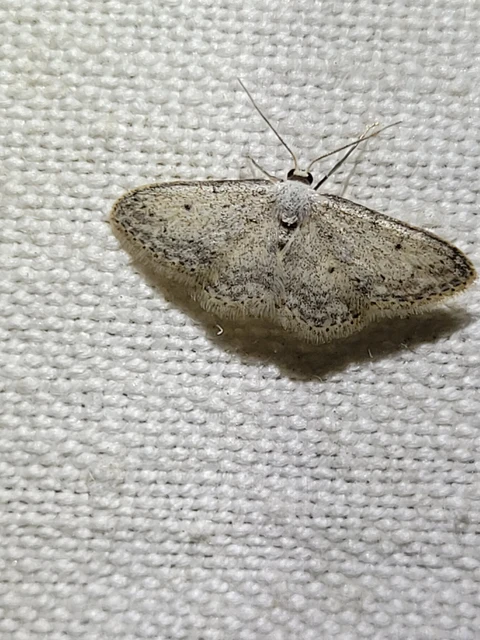 Idaea seriata - szürke apróaraszoló