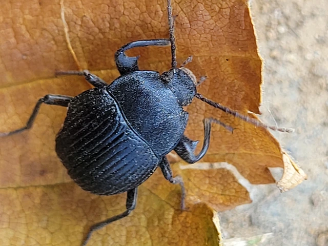 Accanthopus velikensis