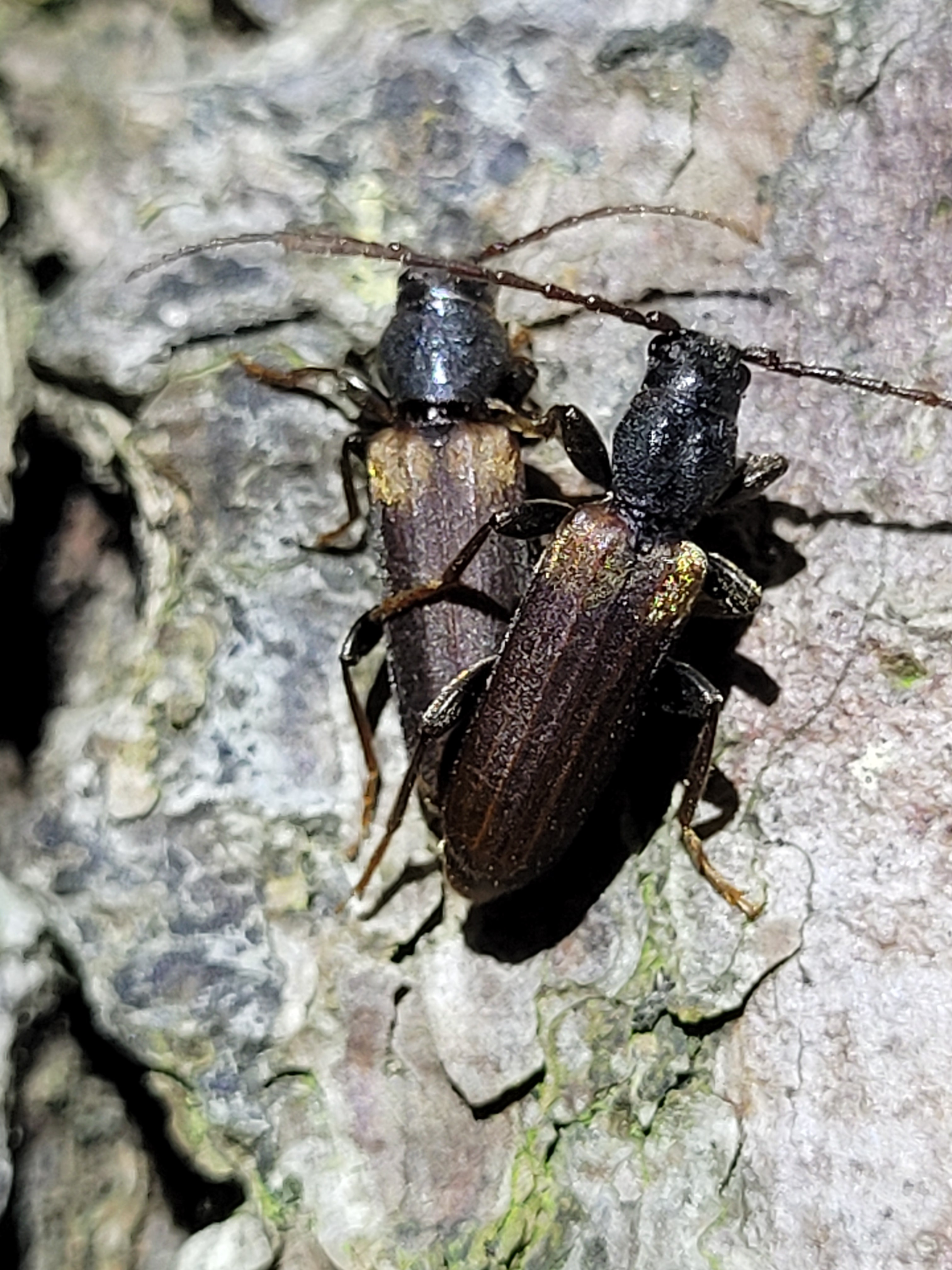 Tetropium fuscum - tompafényű fenyőcincér
