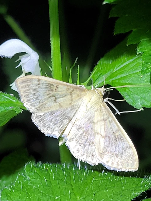 Patania ruralis - csalánevő tűzmoly