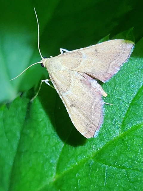 Endotricha flammealis - tüzesszárnyú fényilonca