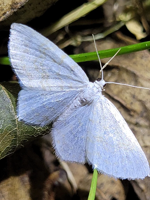 Asthena albulata - gyertyán-fehéraraszoló