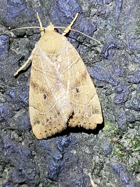 Cosmia trapezina - közönséges lombbagoly