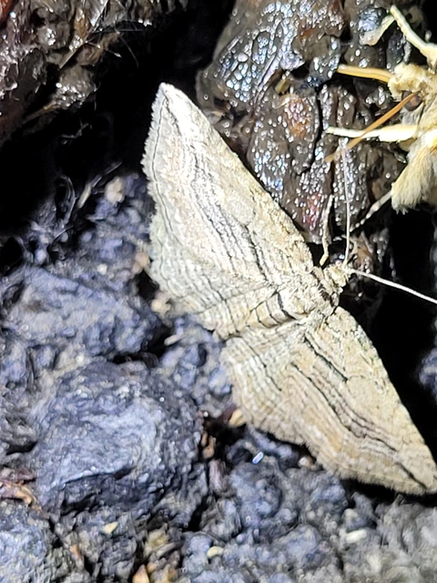 Horisme corticata - barna iszalagaraszoló