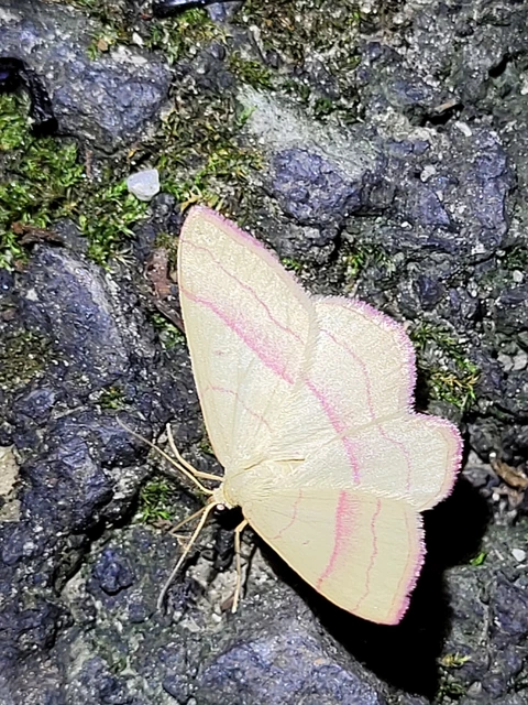 Rhodostrophia vibicaria - pirosszélű araszoló