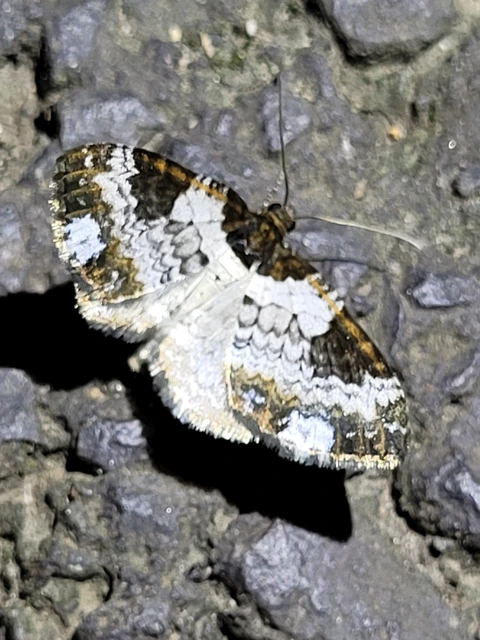 Melanthia procellata - hullámos tarkaaraszoló