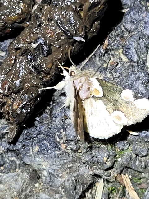 Thyatira batis - rózsafoltos pihésszövő Thyatira batis - rózsafoltos pihésszövő
