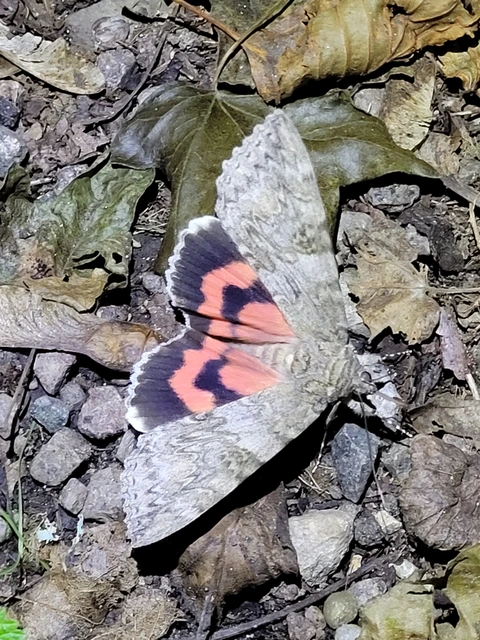 Catocala nupta - piros övesbagoly