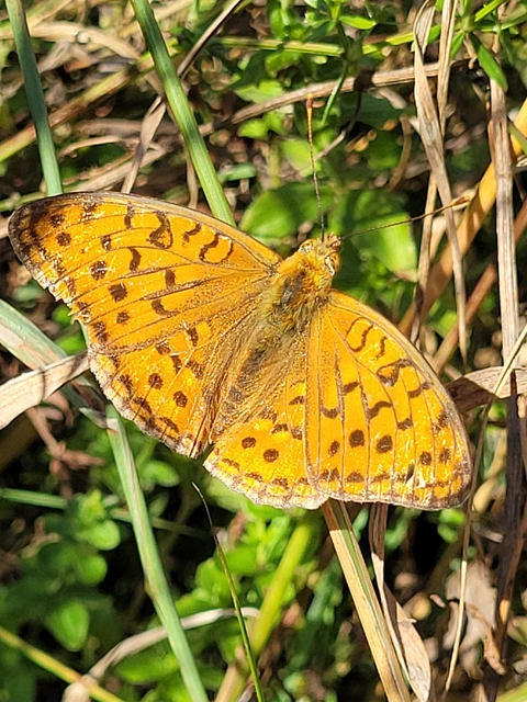 Argynnis adippe - ezüstös gyöngyházlepke