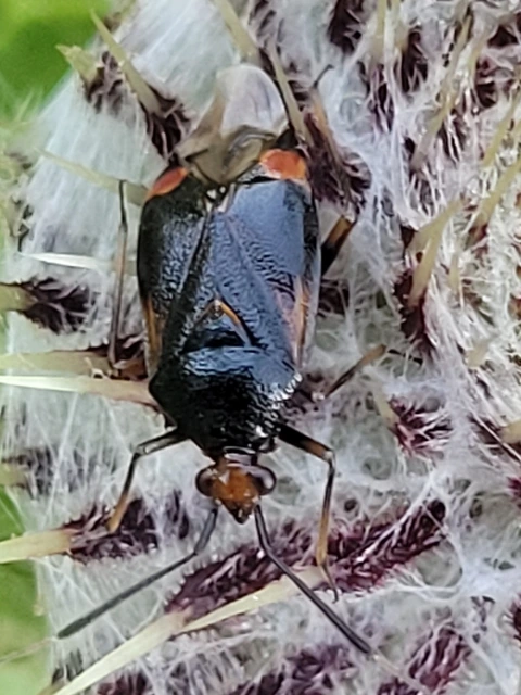 Deraeocoris