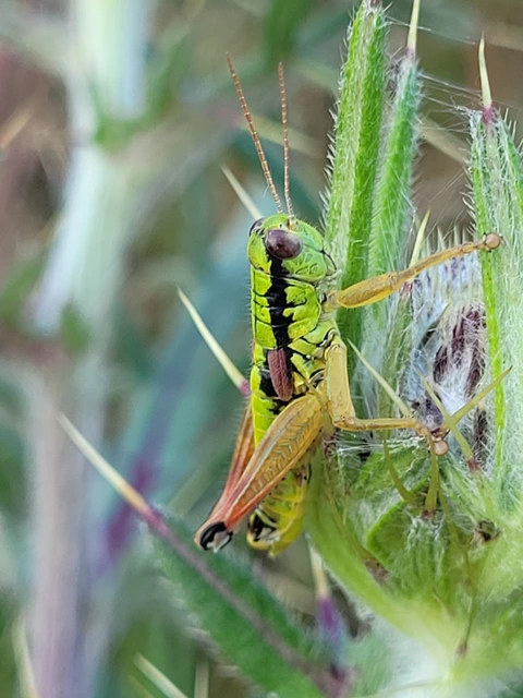 Pseudopodisma nagyi - Nagy-hegyisáska