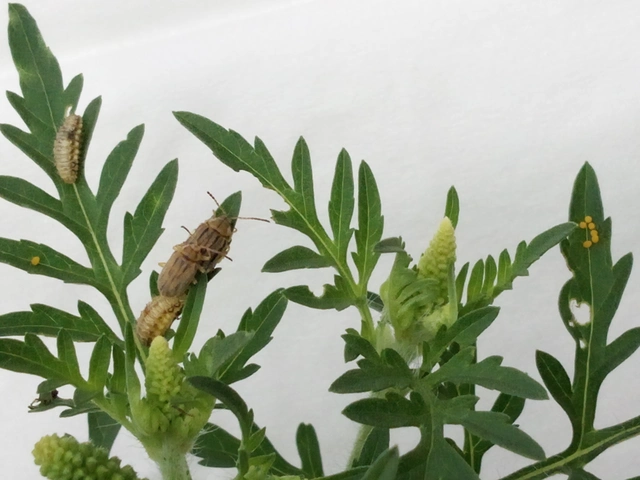 Ophraella communa - parlagfű-olajosbogár