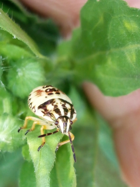 Carpocoris Carpocoris
