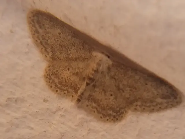 Idaea seriata - szürke apróaraszoló