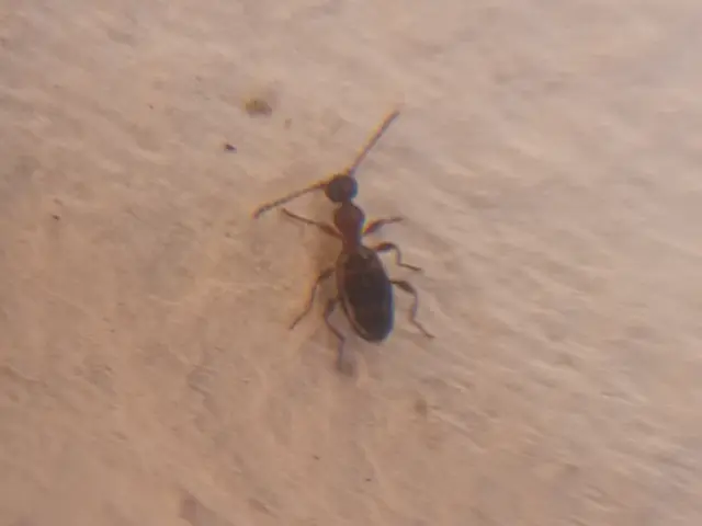 Anthelephila pedestris - hangyaszerű fürgebogár