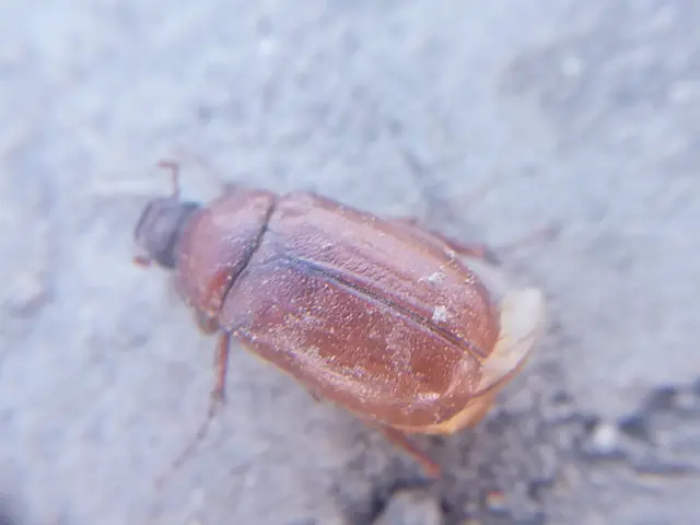Holochelus aequinoctialis - tavaszeleji cserebogár