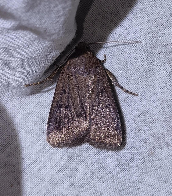 Amphipyra tragopoginis - bakszakállbagoly
