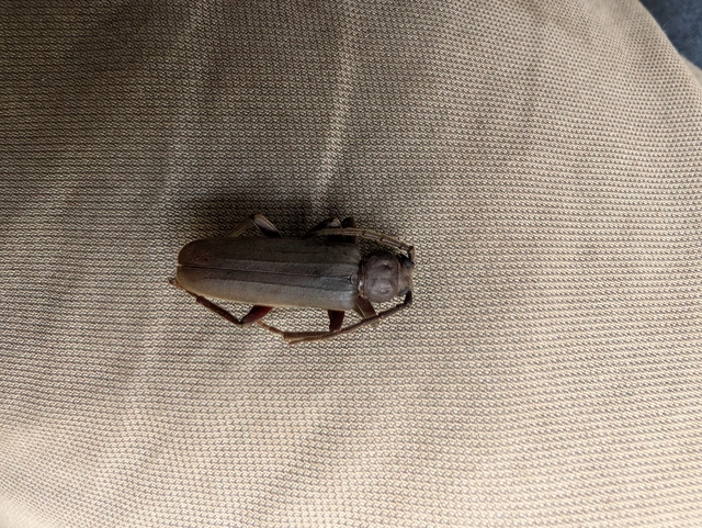 Arhopalus rusticus - gödrösnyakú cincér