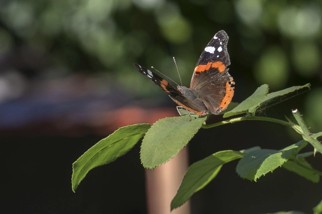 Vanessa atalanta - atalantalepke