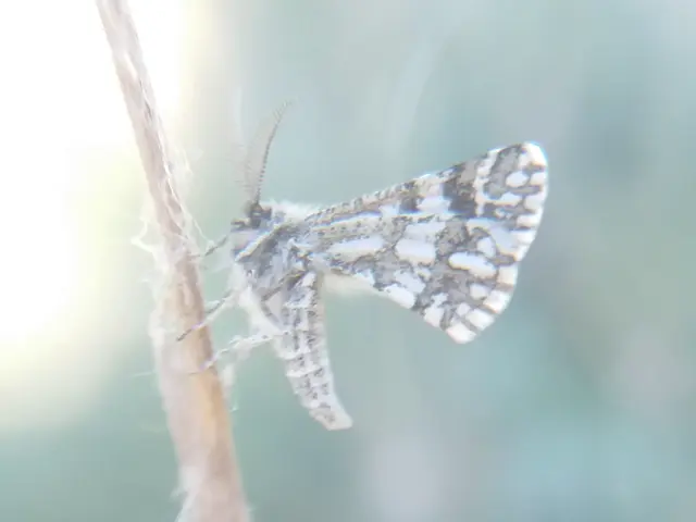 Narraga fasciolaria/tessularia