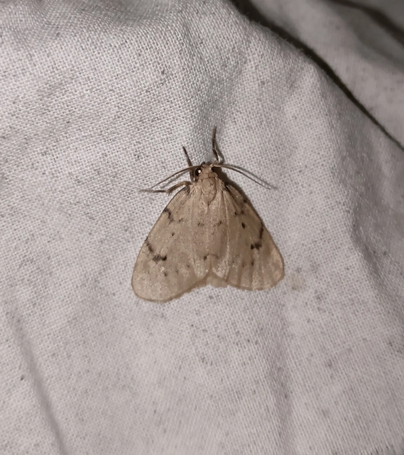 Paidia rica - májmoha-medvelepke