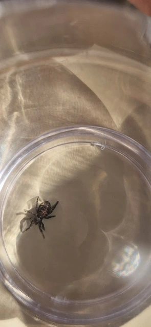 Hyptiotes paradoxus - furcsapók