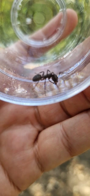 Camponotus vagus - fekete lóhangya
