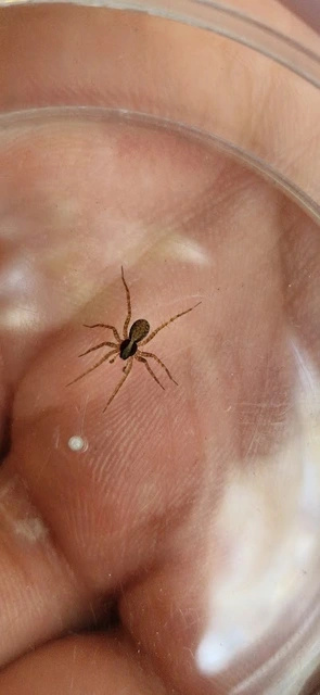Pardosa