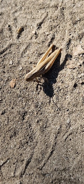 Euchorthippus pulvinatus - karcsú rétisáska