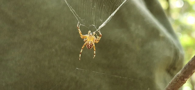 Araneus diadematus - koronás keresztespók