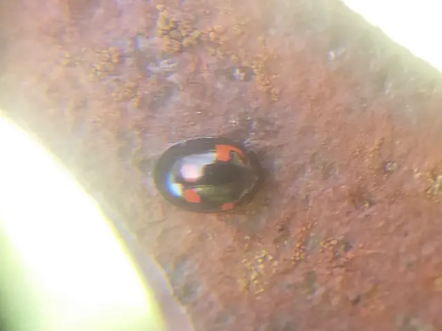 Exochomus quadripustulatus - négyfoltos szerecsenkata
