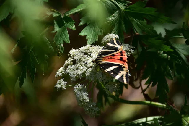 Euplagia quadripunctaria - csíkos medvelepke