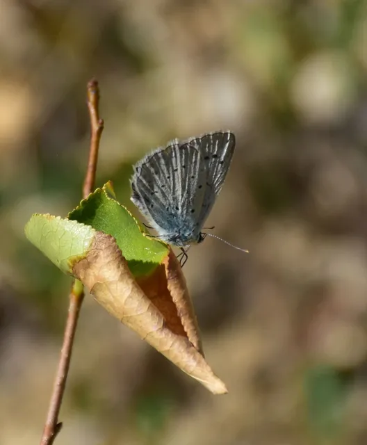 Polyommatus daphnis - csipkés boglárka