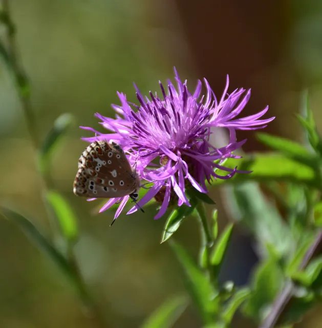 Polyommatus coridon - ezüstkék boglárka
