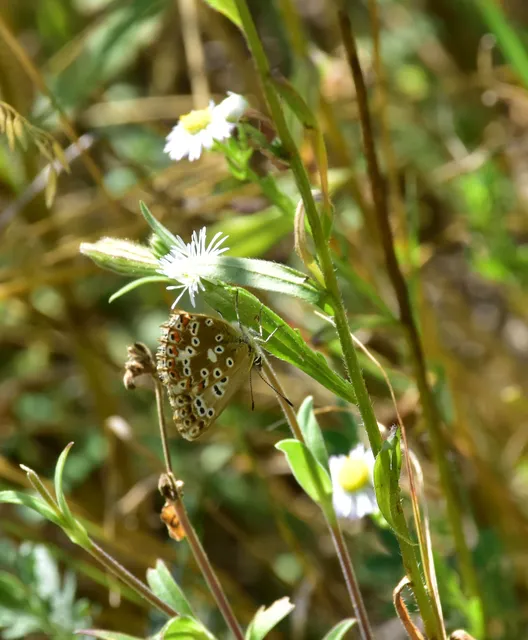 Polyommatus coridon - ezüstkék boglárka