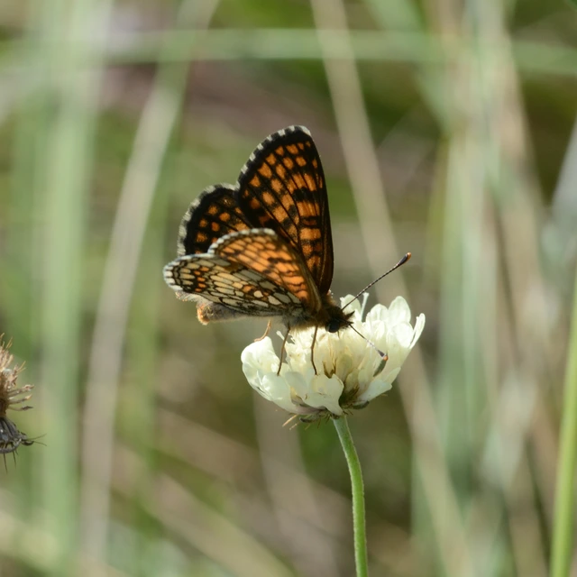 Melitaea athalia/aurelia/britomartis