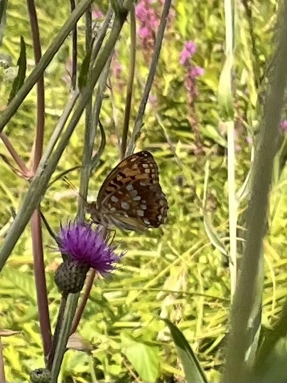 Argynnis adippe - ezüstös gyöngyházlepke