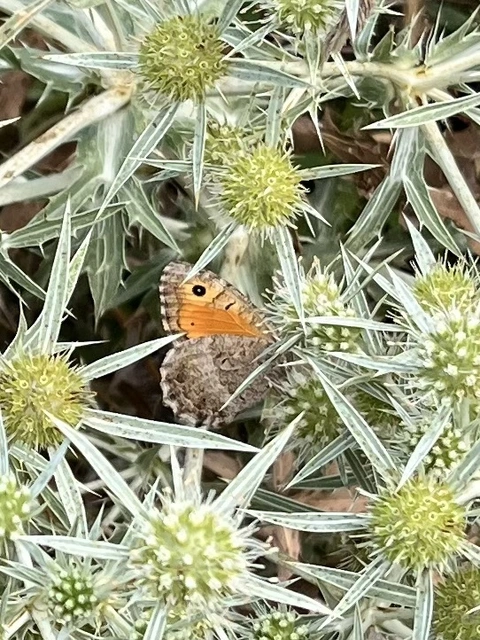 Arethusana arethusa - közönséges szemeslepke