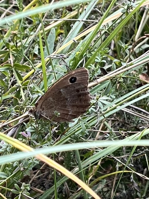 Minois dryas - fekete szemeslepke