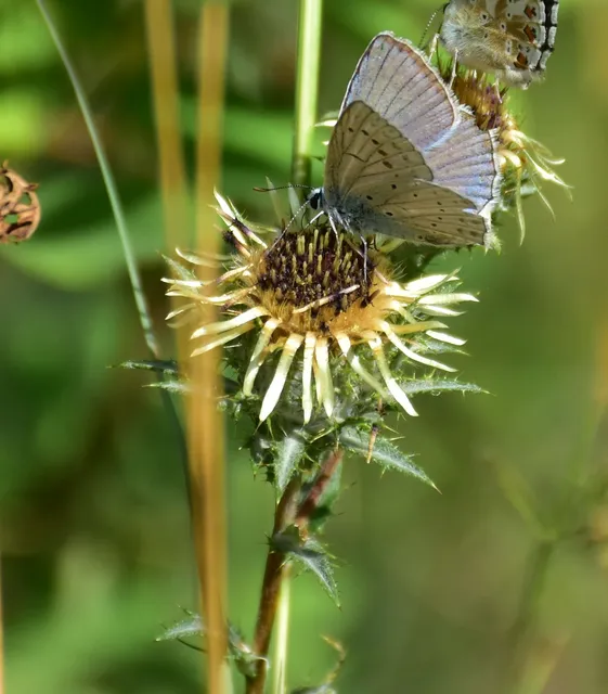 Polyommatus daphnis - csipkés boglárka