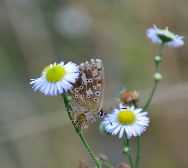 Polyommatus coridon - ezüstkék boglárka