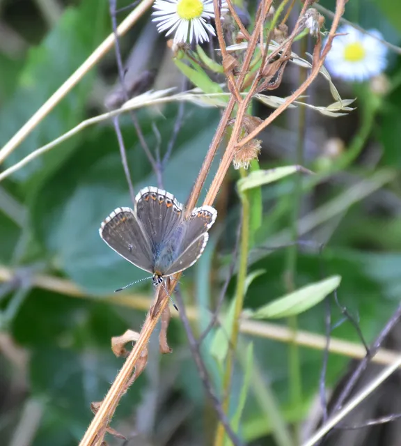 Polyommatus coridon - ezüstkék boglárka