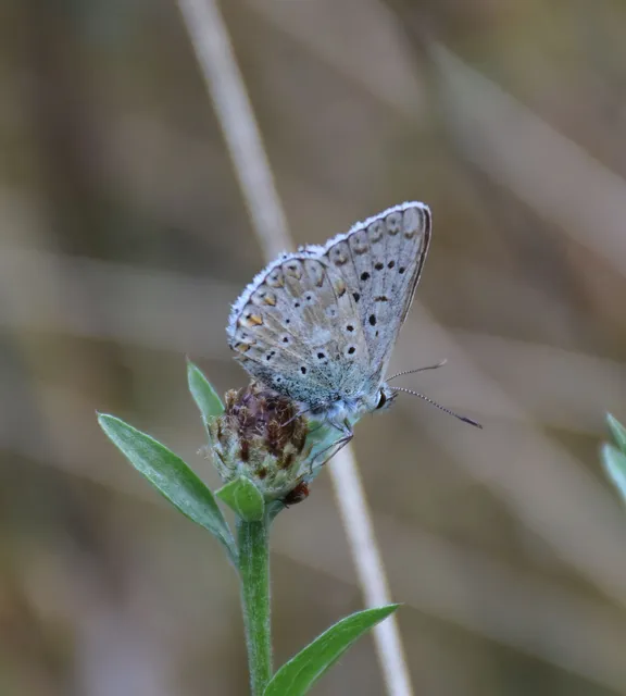 Polyommatus coridon - ezüstkék boglárka